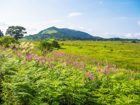 夏の八島湿原に広がる草原と山並みの自然風景