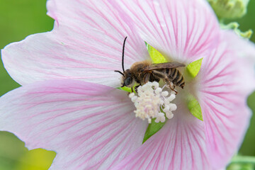 Western honey bee collecting nectar from a pink flower in a vibrant garden during a sunny afternoon © Oleh Marchak