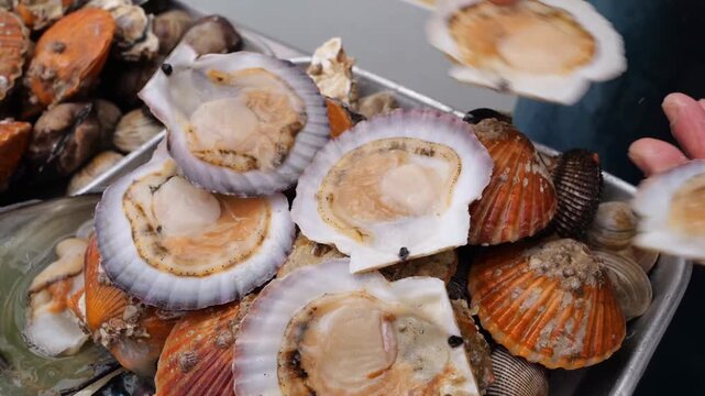 Fresh shellfish and scallops are scooped from water tanks and organized onto metallic trays during commercial market preparation operations