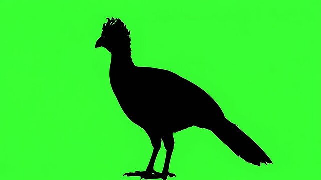 Crested bird silhouette standing on a green screen background