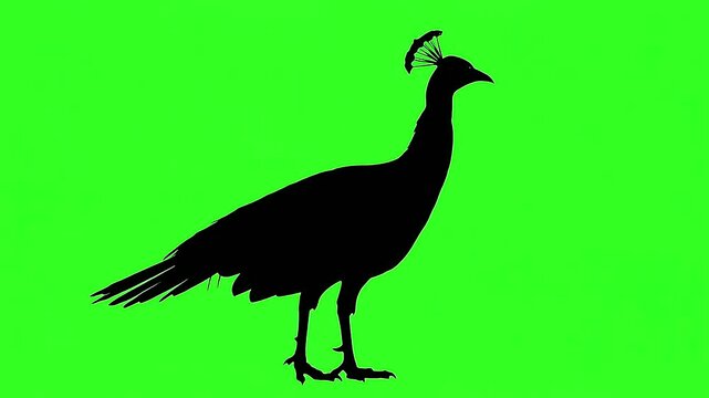 Black silhouette of a peacock standing against green background