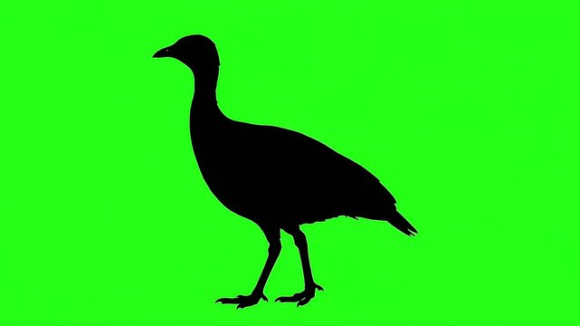 Silhouette of a cassowary standing against green screen