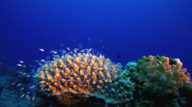 Tropical Marine Colourful Fish. Tropical fish reef marine. Soft-hard corals seascape. Vibrant coral garden. Reef coral scene. Beautiful soft coral. Sea reef.