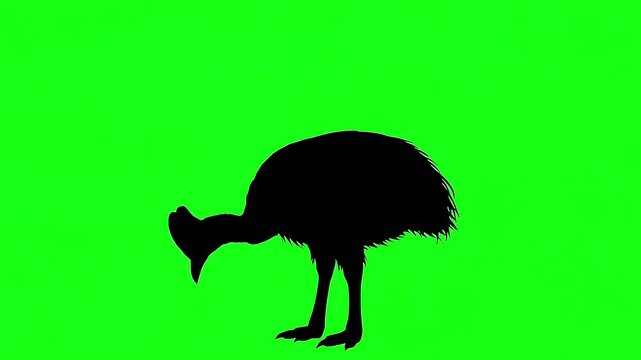 Black silhouette of a standing cassowary on green background