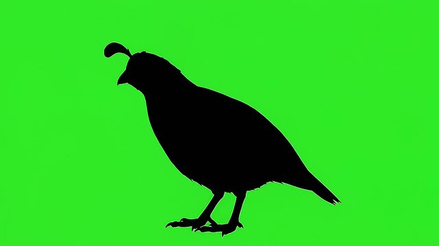 Black silhouette of a California quail on bright green background