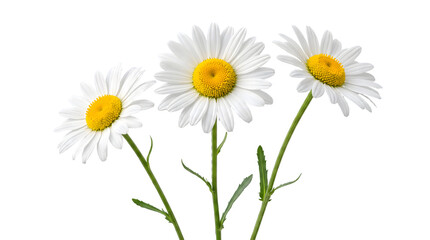 Fototapeta premium Three White Daisy Flowers with Yellow Centers on White Background