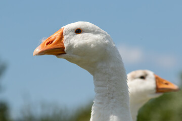 Domestic geese display their elegant features in a clear blue sky while grazing peacefully in a serene outdoor environment during daylight © Oleh Marchak