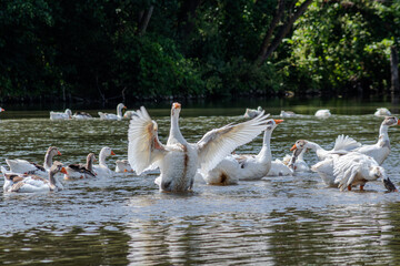 Domestic geese swim and interact in a serene pond surrounded by lush greenery on a sunny day © Oleh Marchak