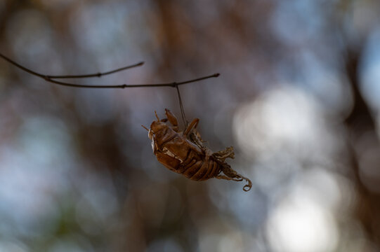 Close Up of Cicada Shell Clinging to Tree Branch in Autumn Forest with Bokeh Background and Copy Space for Education and Nature Concept
