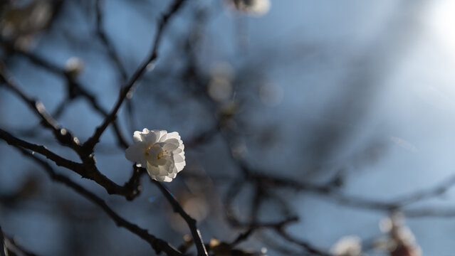 Close Up of Single White Plum Blossom Blooming on Tree Branch in Early Spring with Soft Blue Bokeh Background and Copy Space