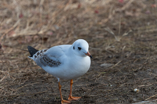 Close Up of Black Headed Gull Standing on Dry Ground in Winter with Soft Sunlight and Copy Space for Web Banner and Wildlife Design