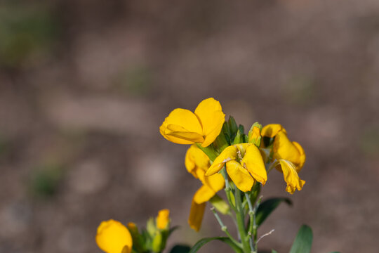 Close Up of Bright Yellow Cheiranthus Flowers Blooming in Spring Garden with Soft Bokeh Background and Copy Space for Web Banner
