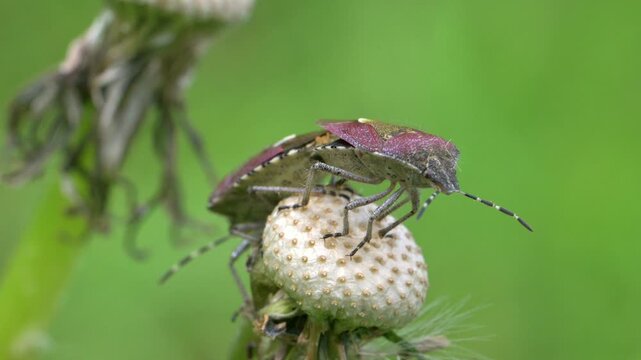 Sloe Bugs (Dolycoris baccarum) ofrHairy Shieldbugs, mating on the head of a Dandelion flower. Kent, UK (Slow motion x5]