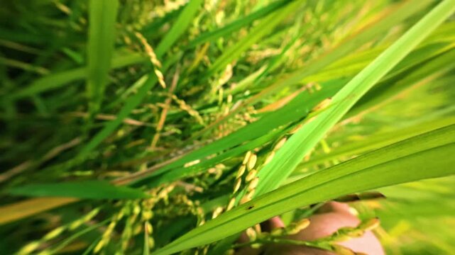 Farmer Hand Touching Green Rice Paddy Field Crops