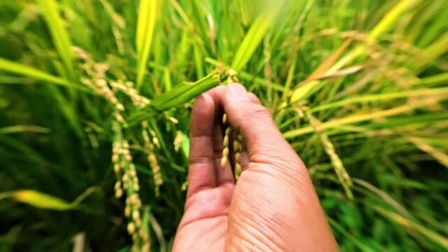 Farmer hand touching green rice plant crop in sunny agricultural field