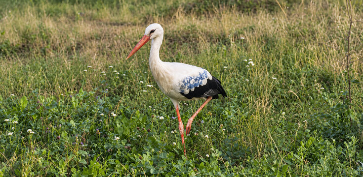 A white stork with a long orange beak and black and blue-patterned wings standing on one leg in a grassy field.