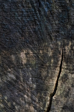 Dark weathered end grain of felled tree with deep split and aged wood texture