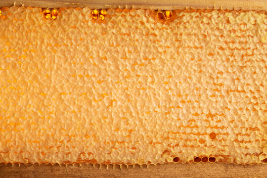 Wooden beehive frame with honeycombs. Combs full of honey sealed with wax caps.