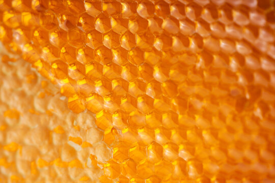 Honeycombs filled with honey, sealed with wax caps, some caps cut off. Close-up of honeycombs filled with honey.