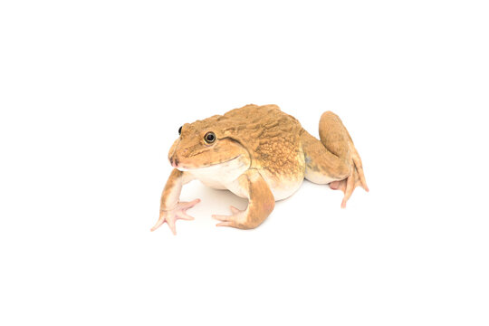 A brown frog isolated on a white background