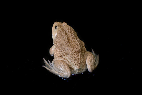 Close-up of a brown frog against a solid black background.