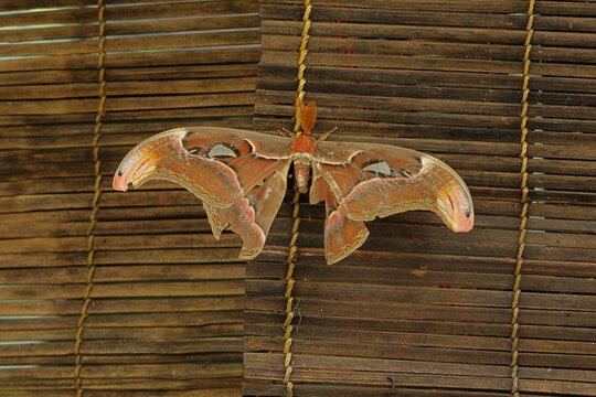 Mothing time 