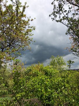 a dark storm cloud above the treetops