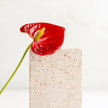 Composition of travertine blocks podium and red Anthurium flower. Abstract hipster modern background. Natural materials.