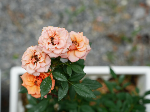 Orange roses in the garden of Orange roses. Blooming Roses on the Bush. Growing roses in the garden.