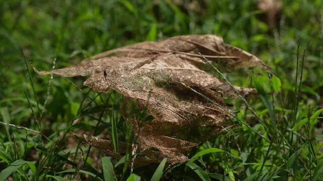 Close-up of a dry withered leaf resting on vibrant green grass, natural outdoor scene, contrast between dead foliage and fresh green plants.