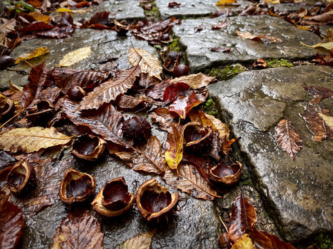 Wet cobblestone path covered with fallen autumn leaves and discarded chestnut shells after rain