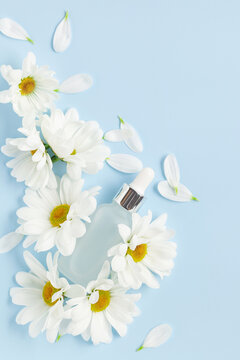 White chrysanthemum and cosmetics on blue background. Top view. Copy space.