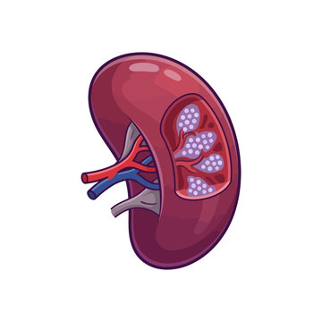 Human spleen anatomy cross section vector illustration