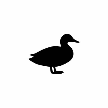 duck on white background