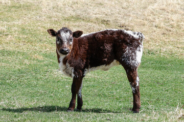 Side view of a young Speckle Park calf standing in the pasture of a beef cattle ranch in Alberta, Canada. © Janice