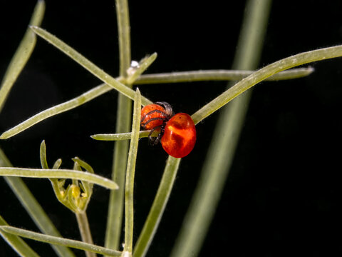 Fresh Water Mites (Piona longipalpis)