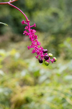american pokeweed Phytolacca americana Bright hot-pink magenta stalk with dark and green berries water droplet closeup