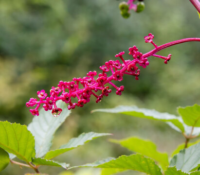 american pokeweed Phytolacca americana Bright hot-pink magenta stalk with dark and green berries water droplet closeup