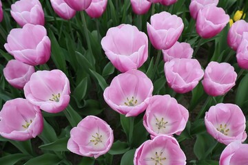 Obraz premium Horizontal view of beautiful soft pink tulips blooming in spring garden, gentle cup shaped floral background texture for holiday greeting card .