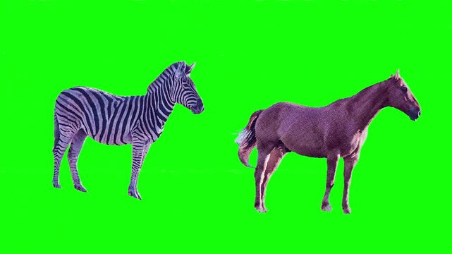 Savanna Zebra and African Wildlife. Zebra running in grassland, african safari, savanna ecosystem, striped mammal and wildlife conservation