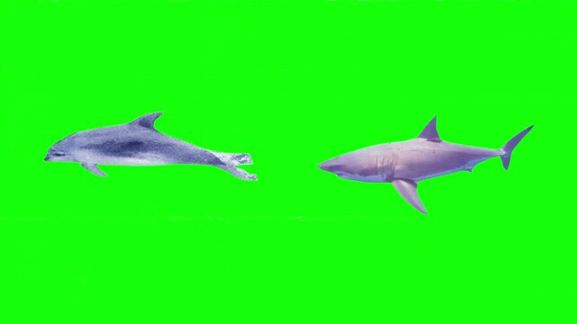Marine Predator and Ocean Life. Shark swimming in water, ocean predator, aquatic life, marine biodiversity, underwater movement and sea creatures
