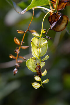 wild yam vine Dioscorea villosa seed capsules beautiful wet closeup