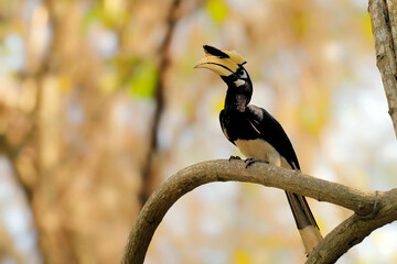Orienthornvogel im Dschungel nahe dem Kaeng Krachan Nationalpark © JuergenL