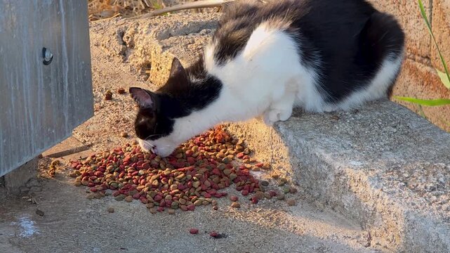 Slow motion close-up of a hungry stray black and white cat eating dry food outdoors with wasps buzzing around. Homeless animal feeding and street cat survival concept.