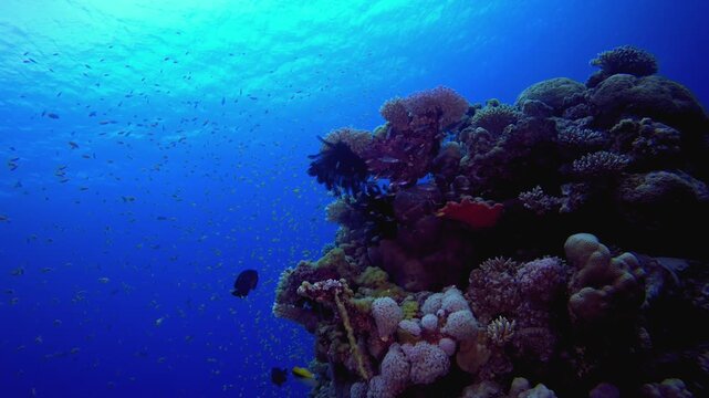 Tropical Seascape Coral Reef Marine. Reef coral scene. Coral garden seascape. Colourful tropical reefs. Vibrant coral garden.