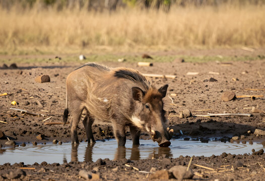Wildlife conservation and biodiversity, common warthog drinking water in a dry savanna landscape during the hot season in the african wilderness