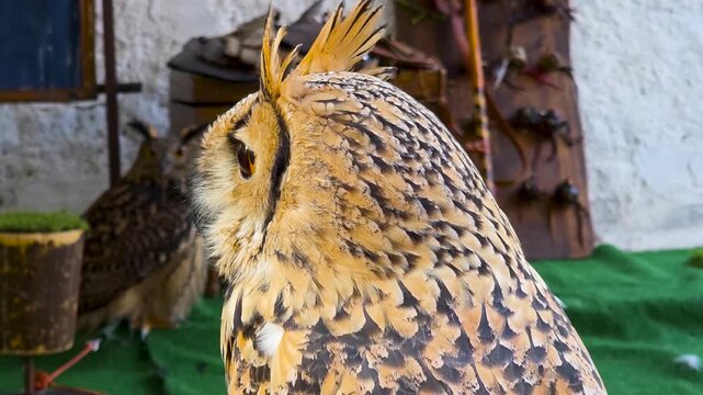 Close-up slow motion profile portrait of a Eurasian eagle-owl (Bubo bubo) with prominent ear tufts at a falconry exhibition. Detailed view of owl feathers, sharp gaze, and captive bird of prey heritag