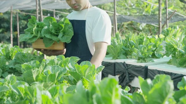 Organic farming, salad farm. Farmers harvest salad vegetables into wooden boxes in rainy. Hydroponics vegetable grow naturally. greenhouse garden, Ecological Biological, Healthy, Vegetarian, ecology