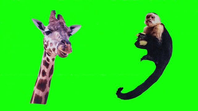Giraffe and Spider Monkey. Tall savanna giraffe head alongside agile jungle spider monkey, African safari mammal and tropical primate comparison