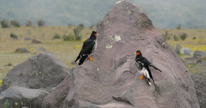 Two Carunculated Caracaras (Phalcoboenus carunculatus) perched on a rock. At high altitude on the bleak paramo, 3,800m in Cotopaxi National Park, Ecuador
